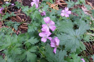 Geranium endressii (3) (1200 x 799)